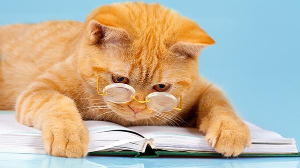 Cat studying.