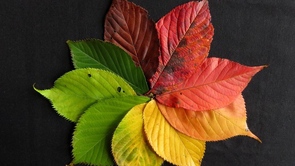 Multi-colored leaves arranged in a circular pattern