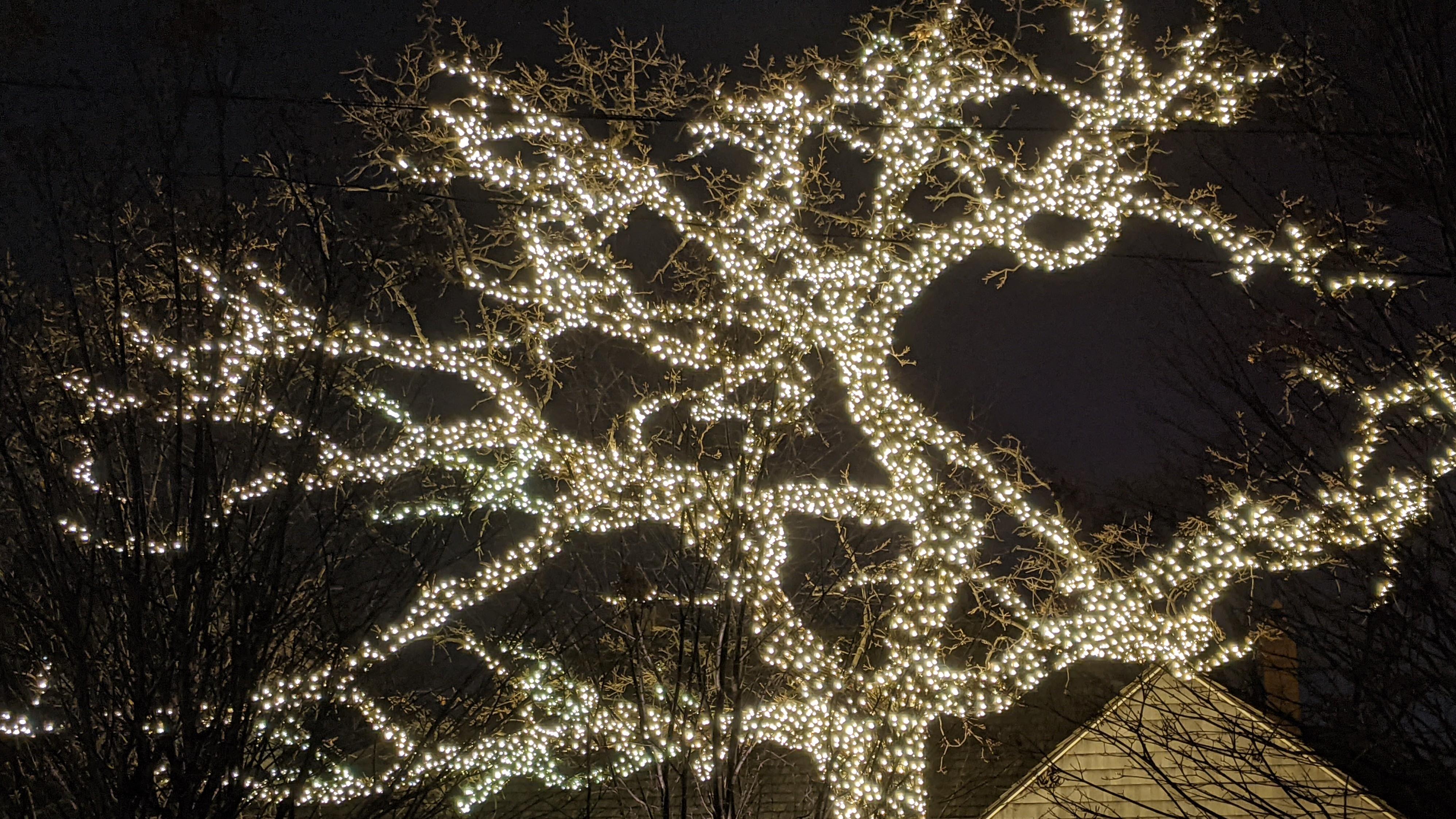 A photograph of a tree lit by thousands of white holiday lights against the night sky.