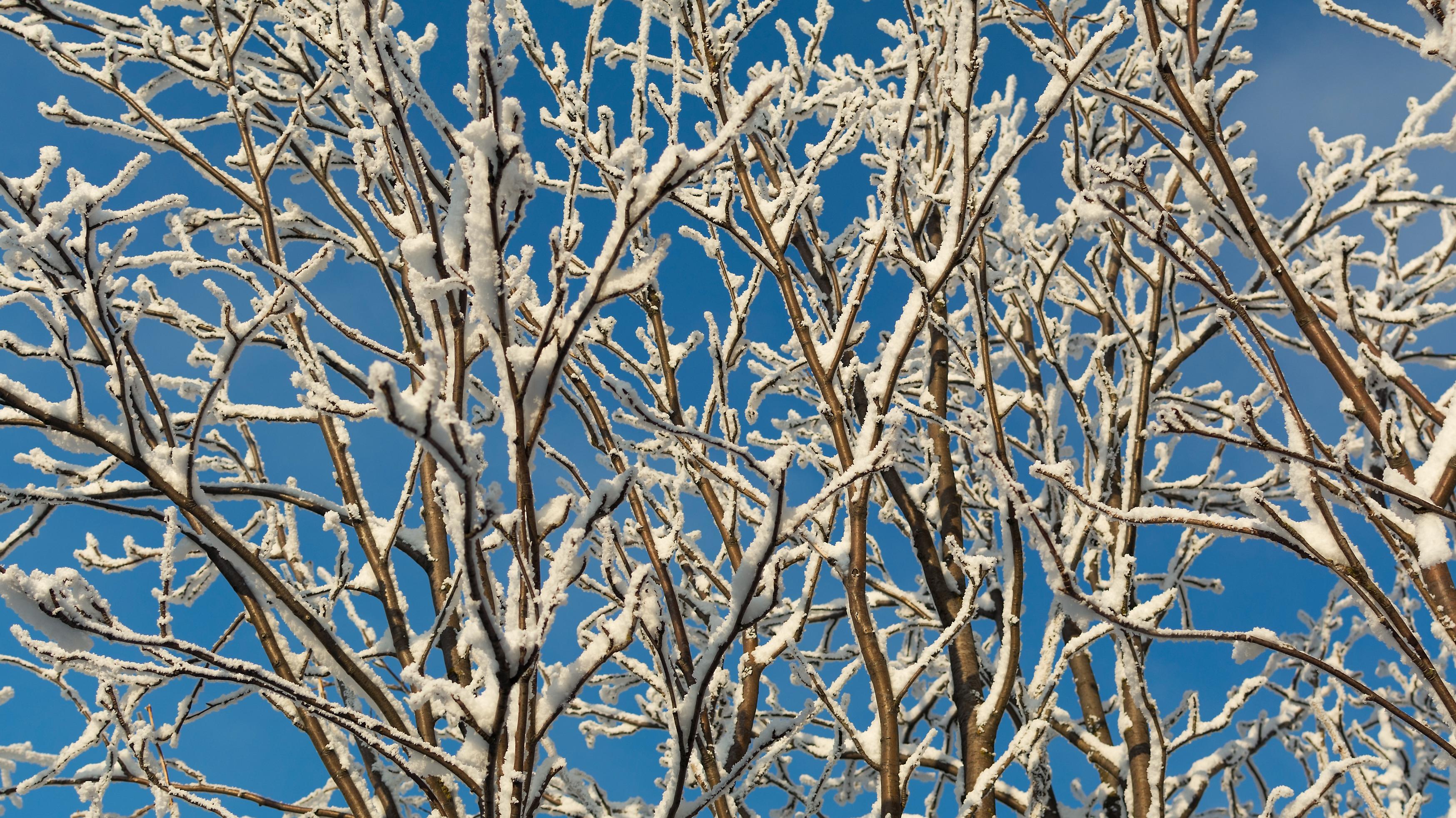 Snow branches