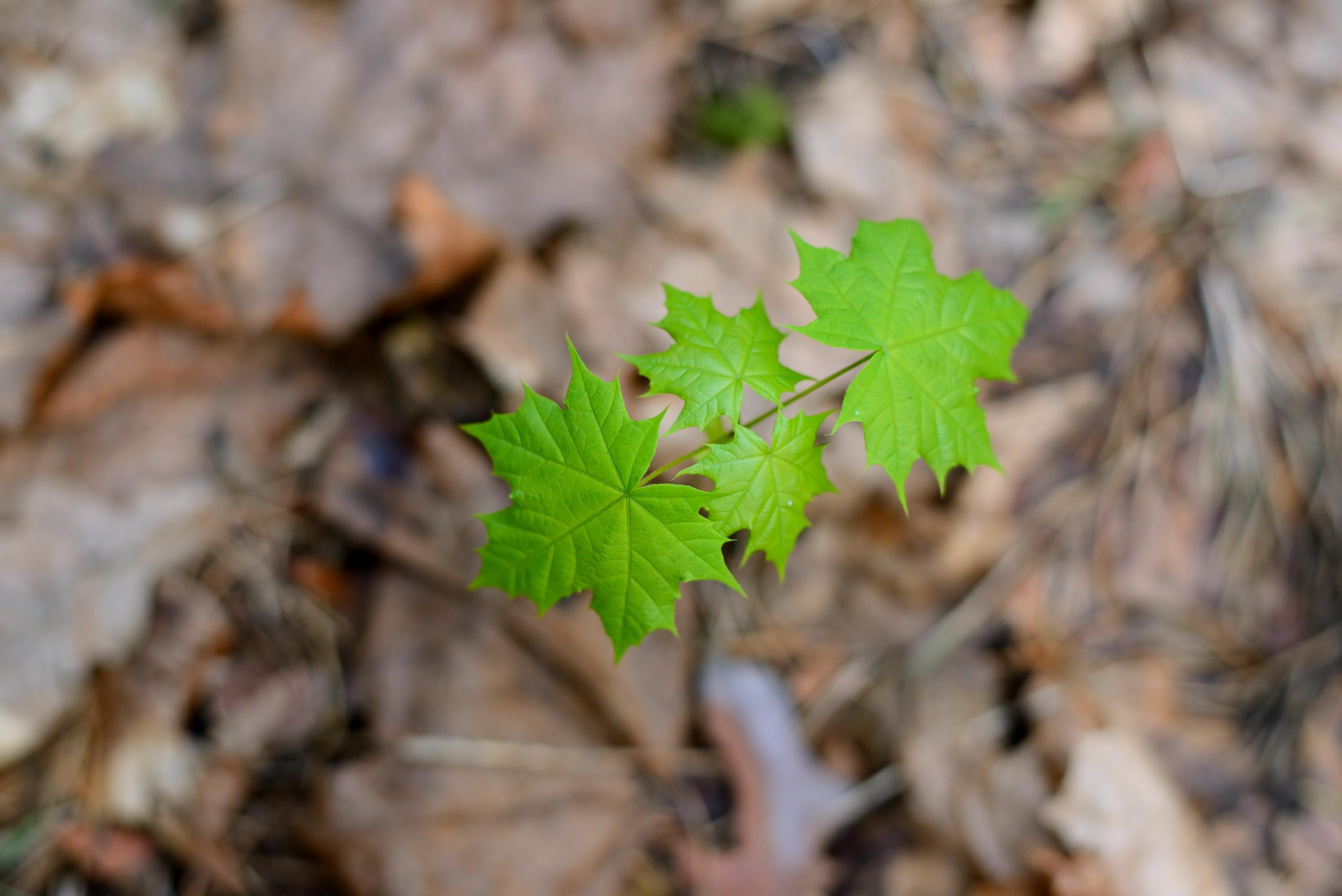Image of a maple tree sprouting from a ground covered in dead maple leaves