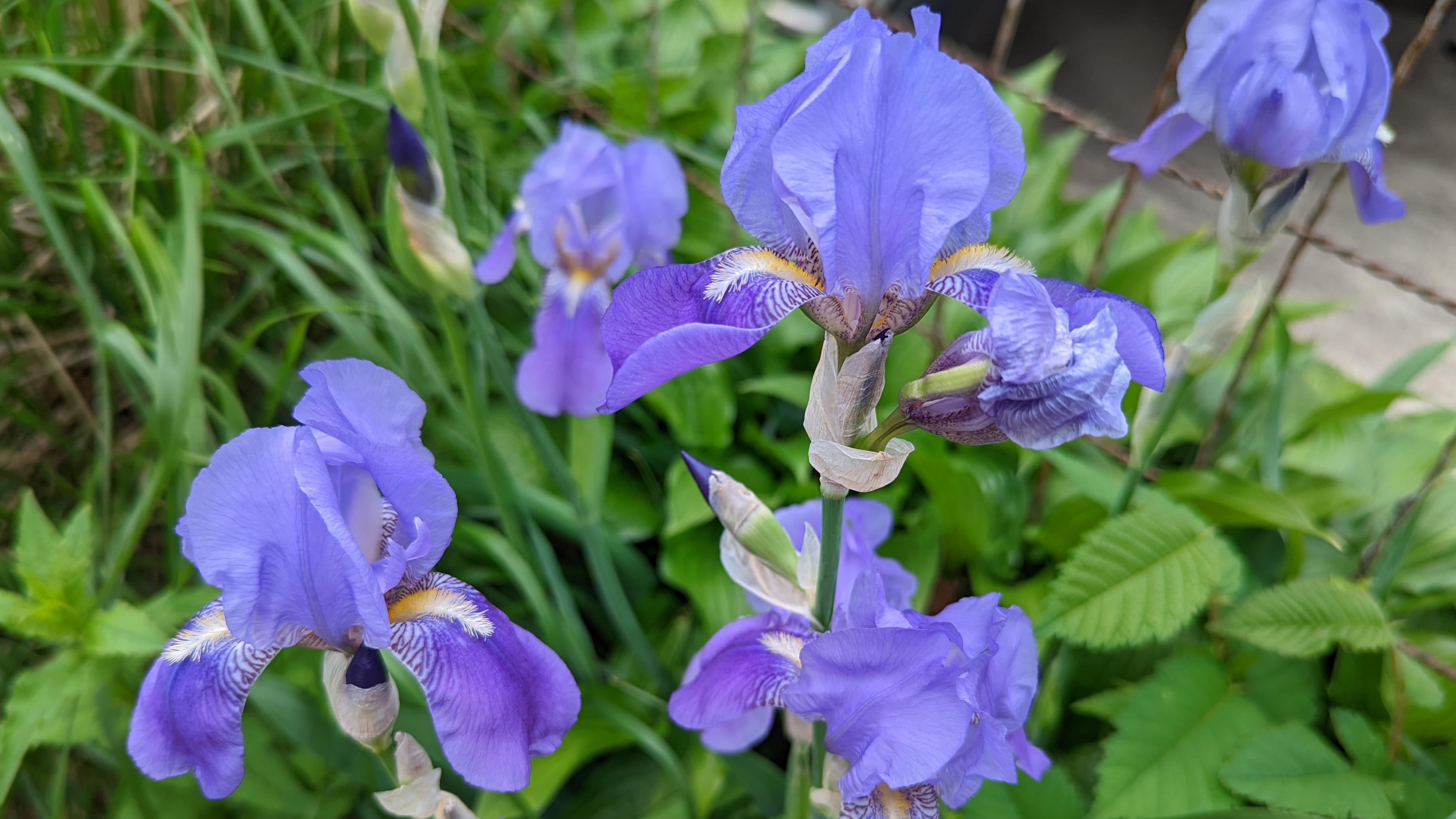 A photograph of purple flowers growing among fresh green leaves.