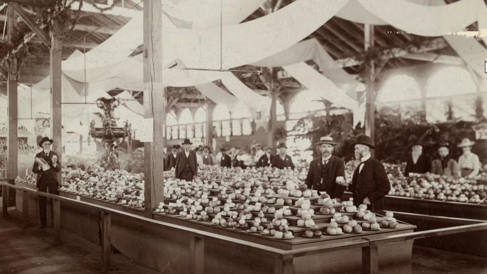 Neatly piled pyramids of apples in a large room with lots of light being looked at by white men in dark suits.