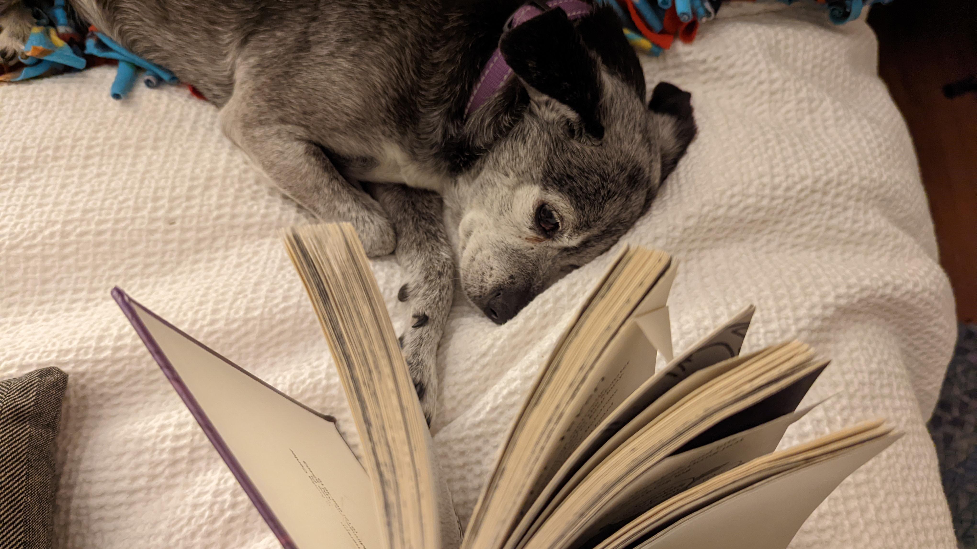 A photograph of a dog laying in front of a book, as though it's reading it.
