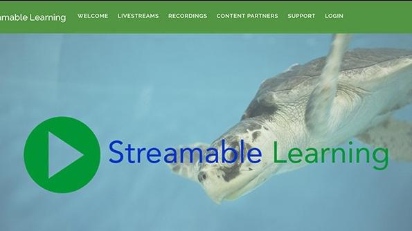Turtle swimming with Streamable Learning written over the top