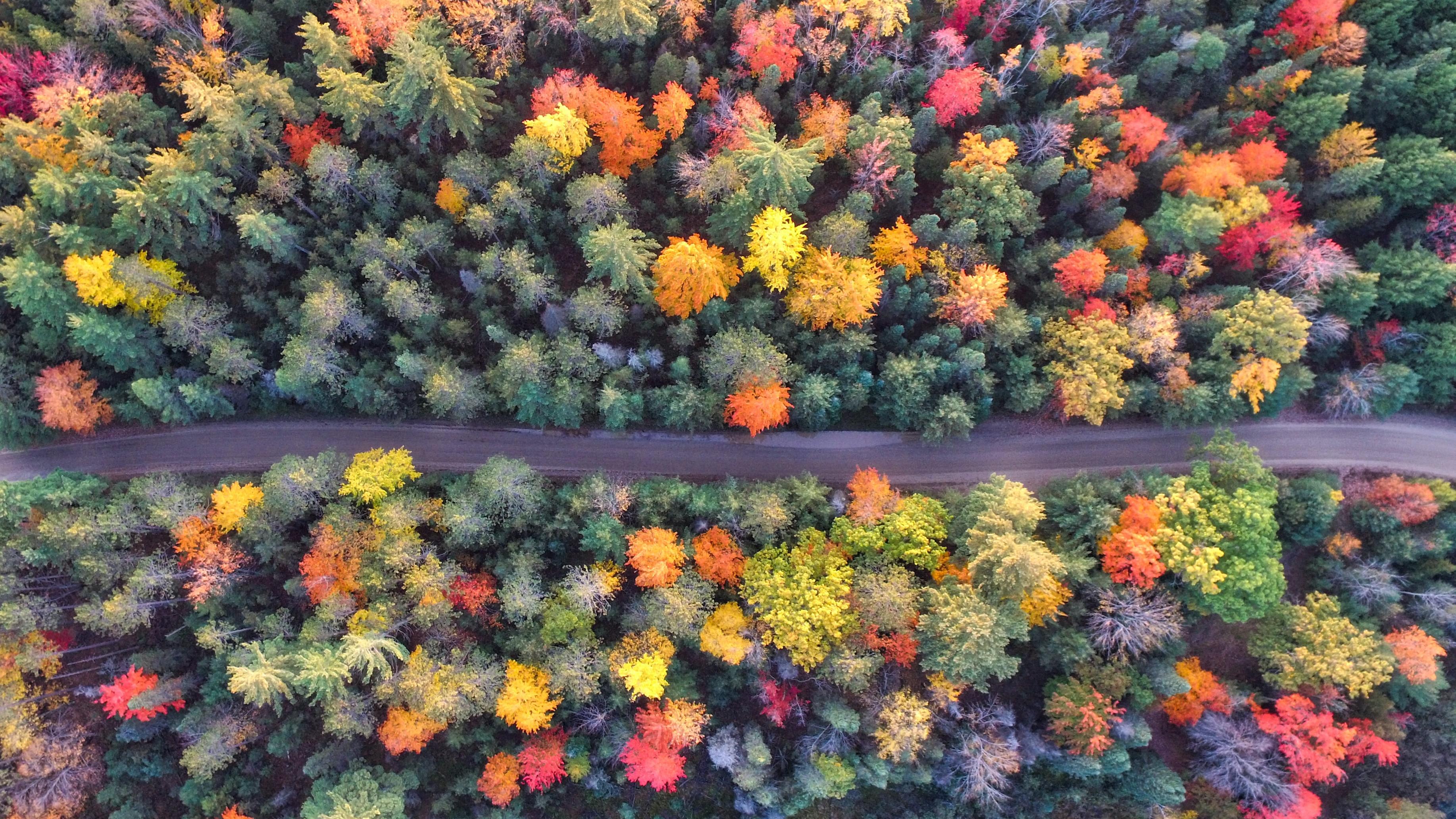 Aerial view of a road surrounded by trees with fall colors