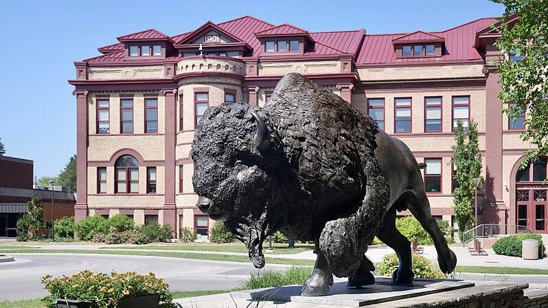 A bronze sculpture of a bison on the NDSU campus.
