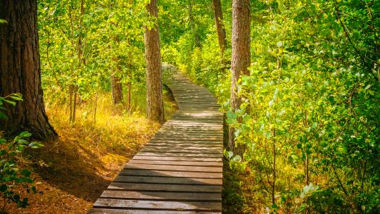 Wooden pathway winding between trees with green leaves