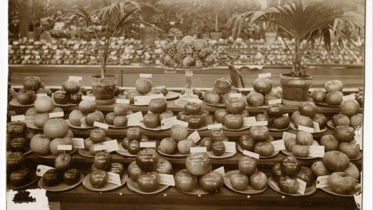 Premium apples at 1896 Minnesota State Fair