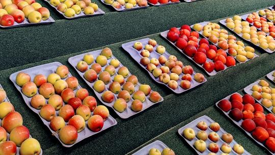 A photograph of apples on display at the Minnesota State Fair.