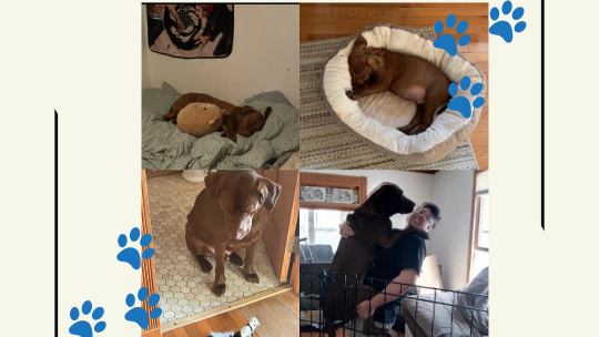 4 photos of pit bull dog