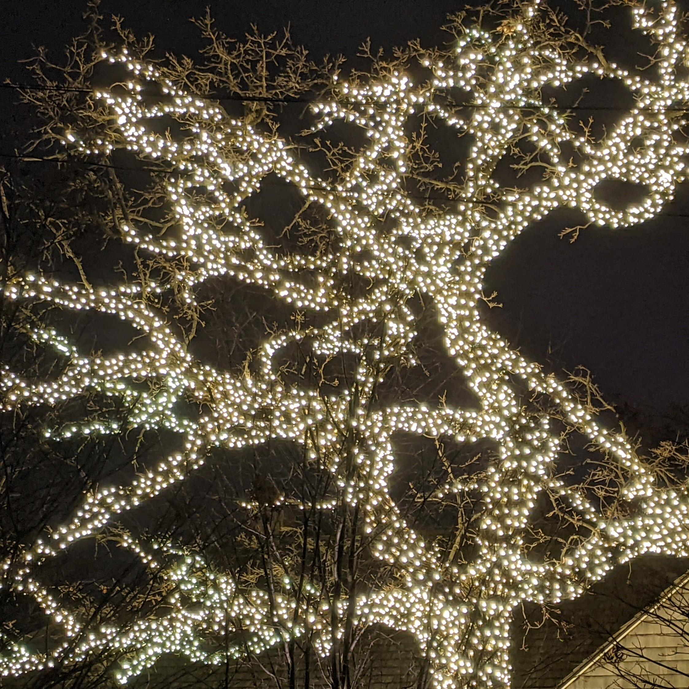 A photograph of a tree lit by thousands of white holiday lights against the night sky.