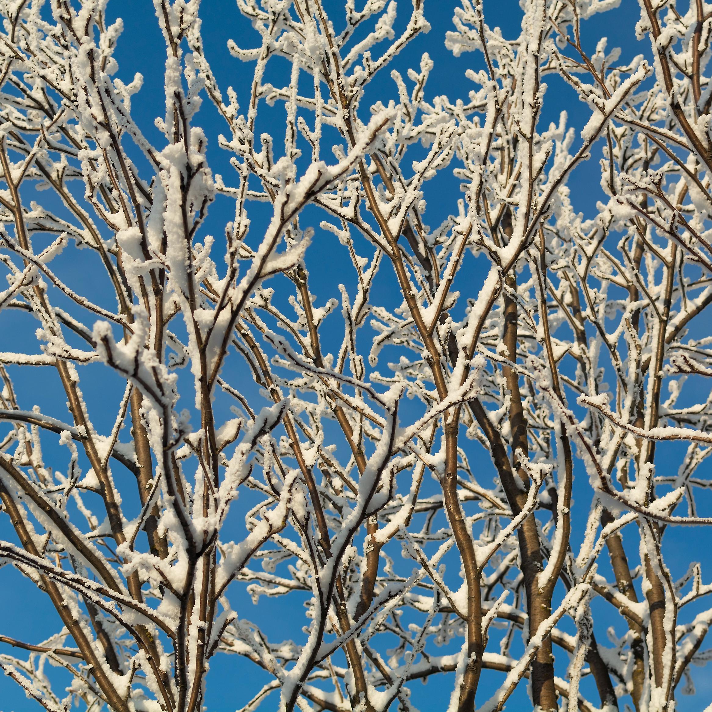 Snow branches