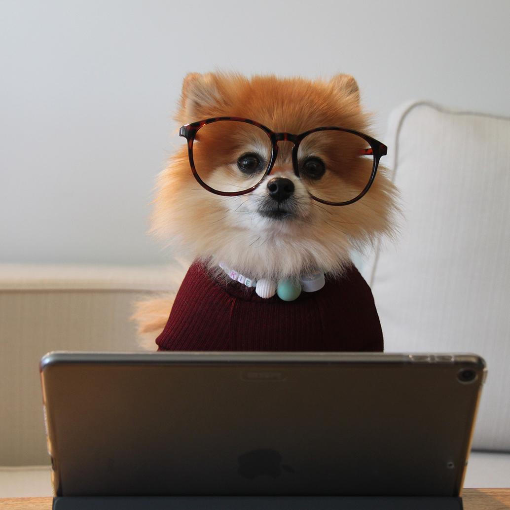 A photo of a Pomeranian puppy wearing glasses and a sweater, sitting at a phone that is propped up as if it was a laptop.