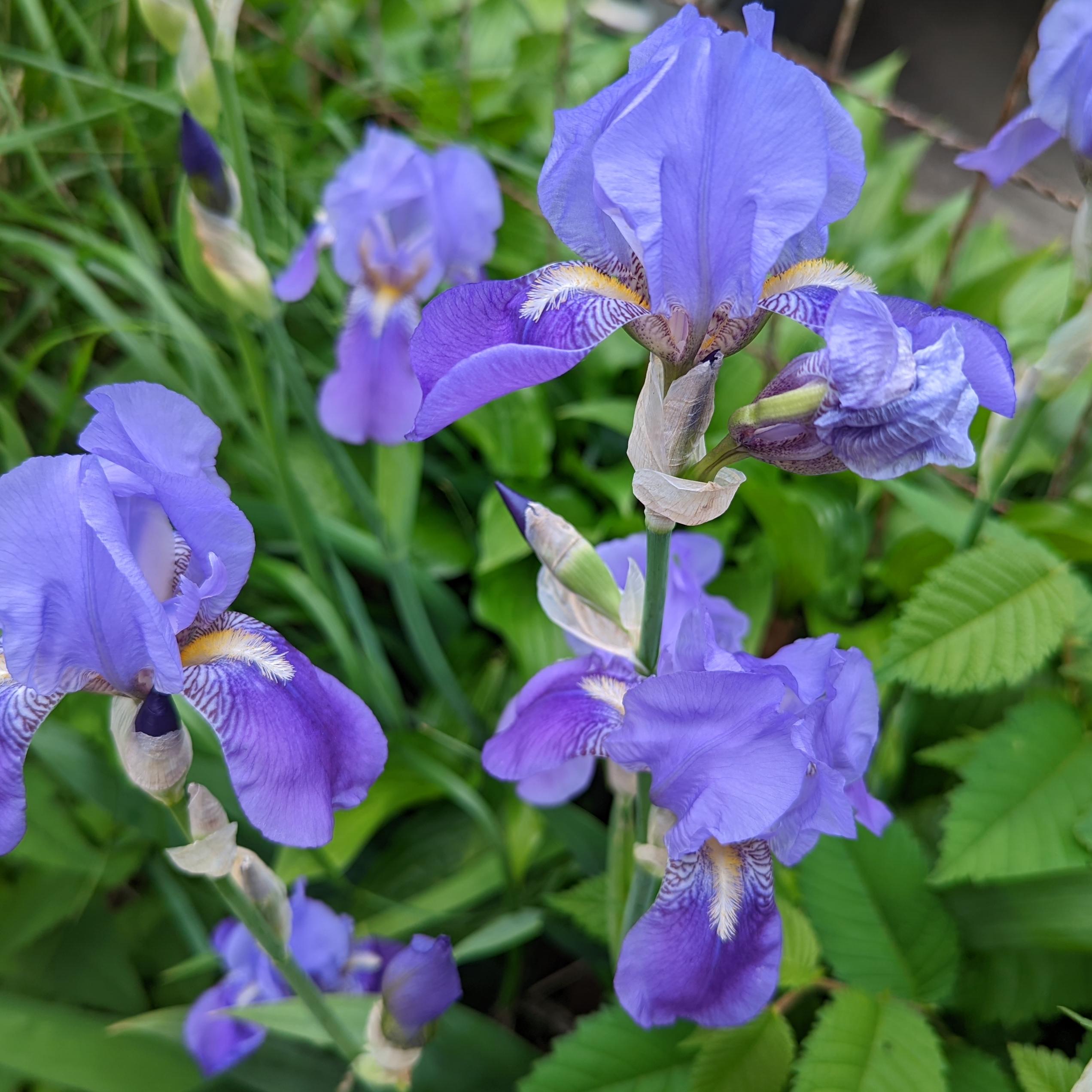 A photograph of purple flowers growing among fresh green leaves.