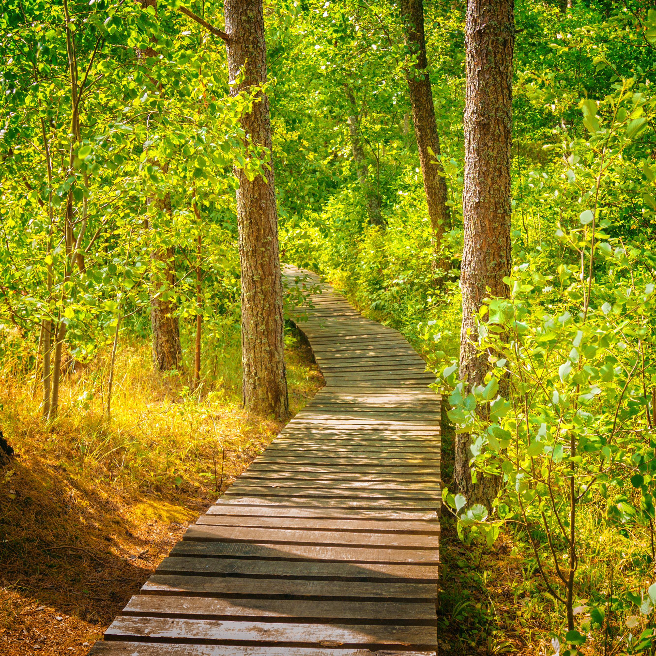 Wooden pathway winding between trees with green leaves