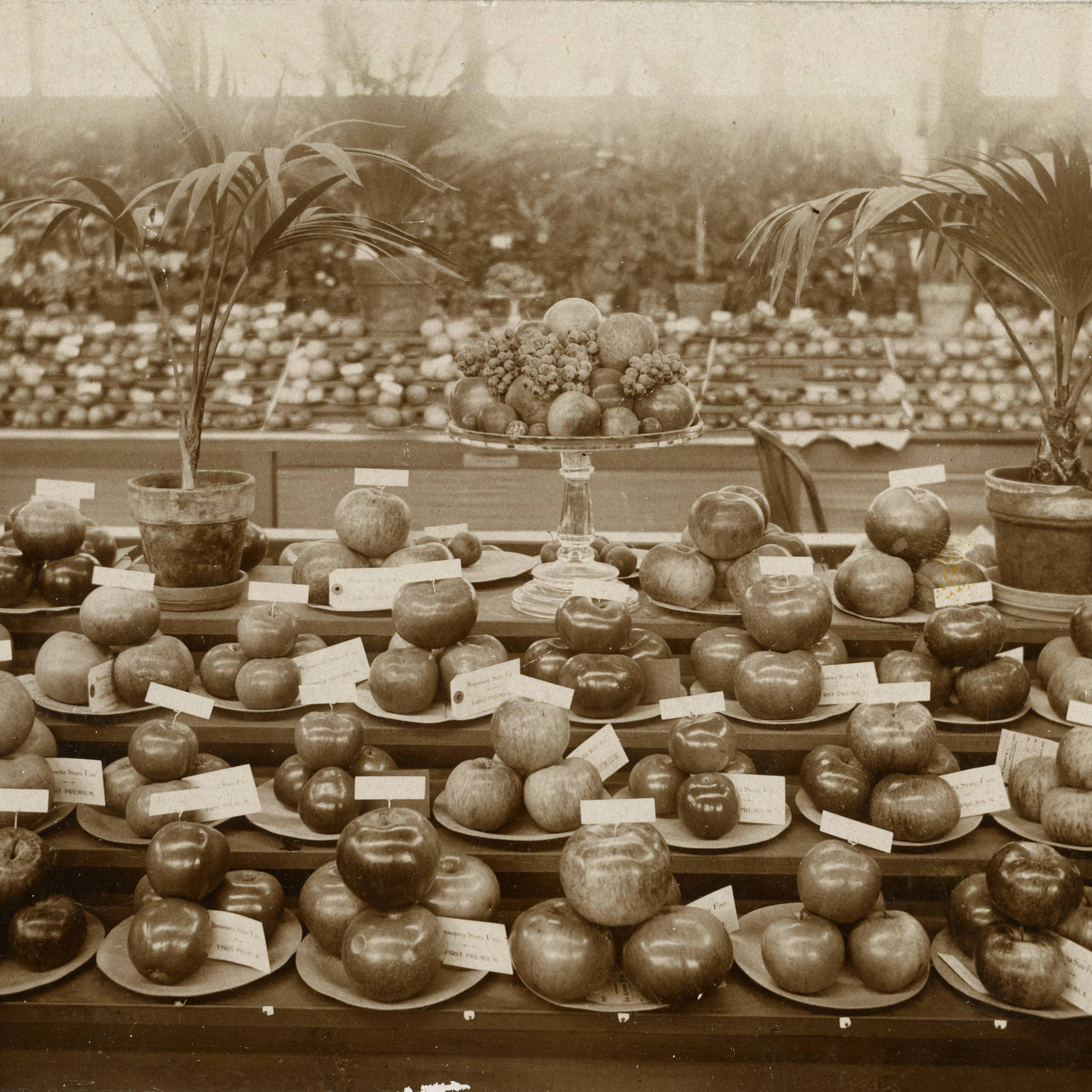 Premium apples at 1896 Minnesota State Fair