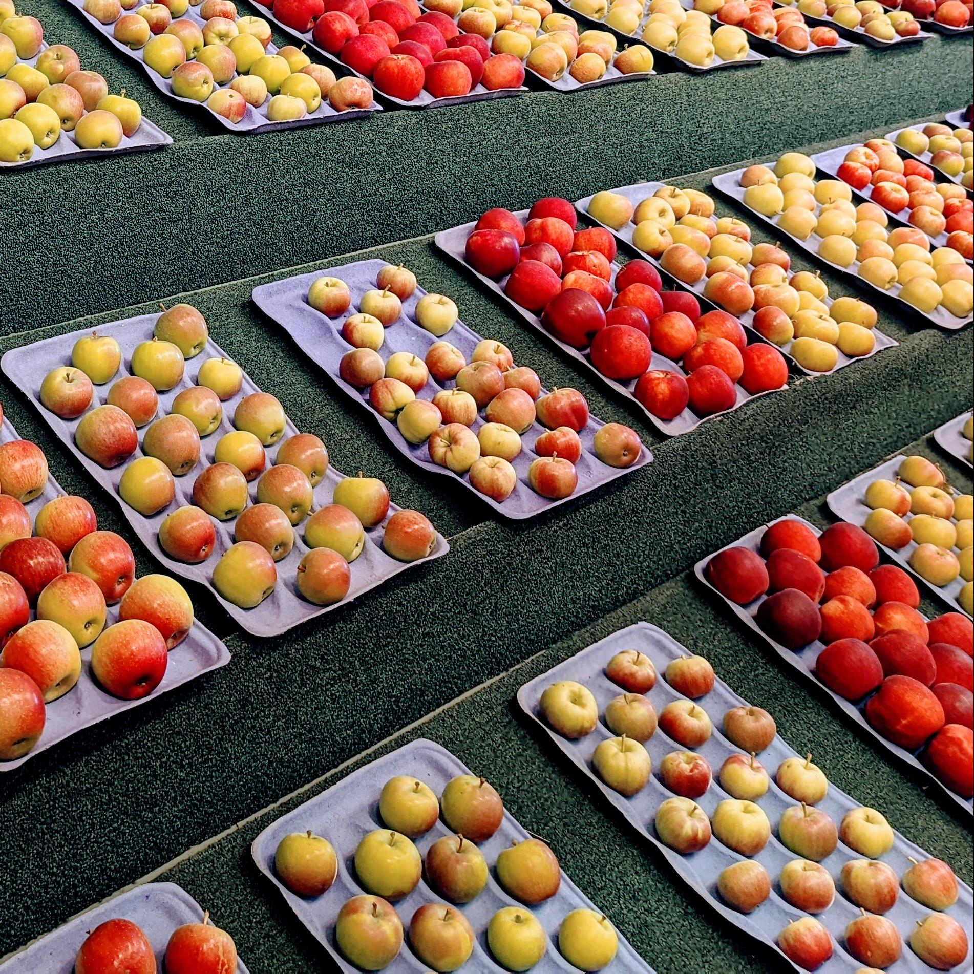 A photograph of apples on display at the Minnesota State Fair.