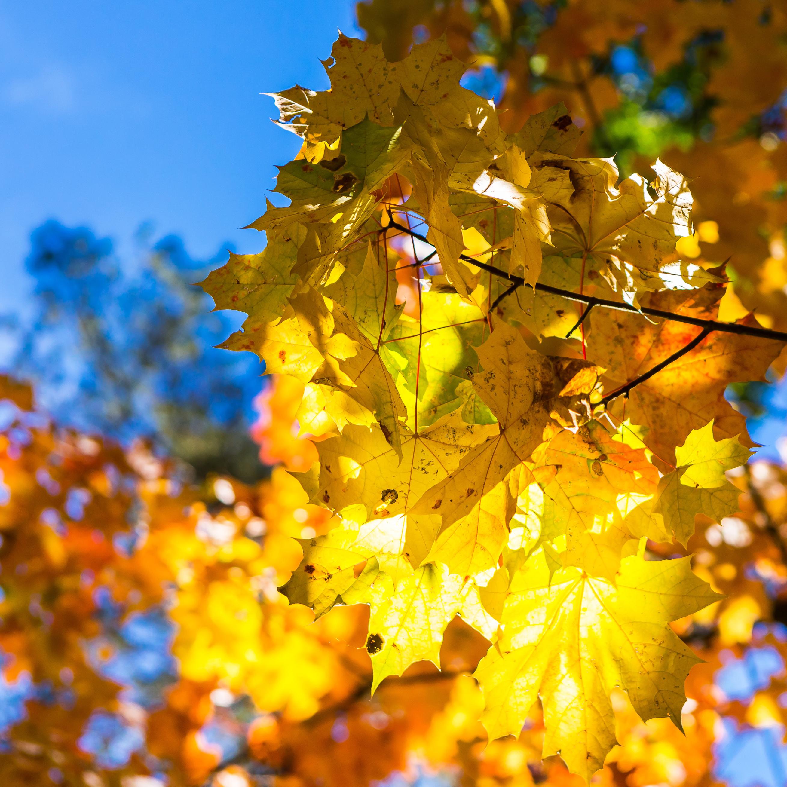 fall autumn maple leaves